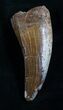 T-Rex Tooth - Excellent Preservation! #5941-2